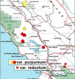 A red polygon indicates an extant occurrence; yellow indicates the occurrence has been extirpated. 